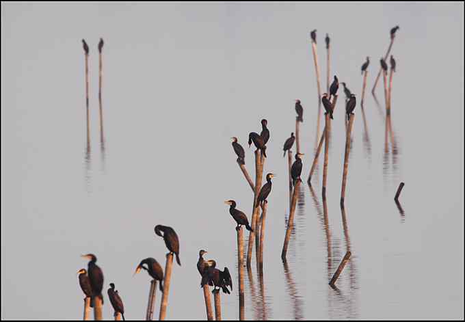 鸬鹚，善于潜水捕鱼