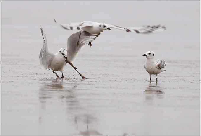 吃沙蚕的黑嘴鸥：我扯我扯，我扯扯扯！
