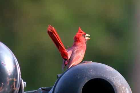 在美国拍了20多种鸟