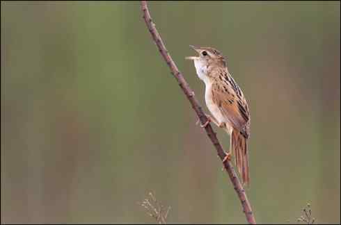 田园将芜胡不归 短尾鸦雀