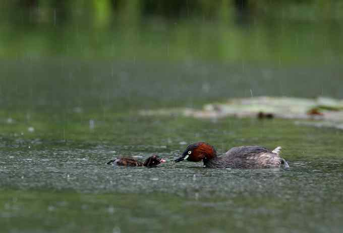 小鸊鷉一家的幸福生活