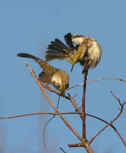 白头翁梳理羽毛 准备过年