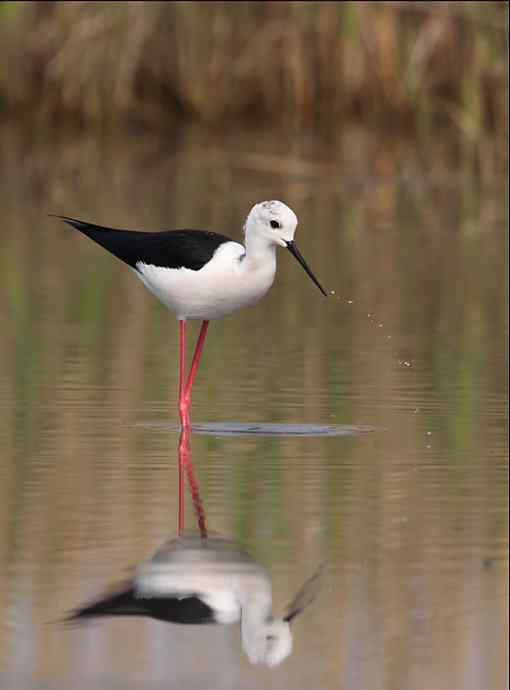 鸟越来越难拍了