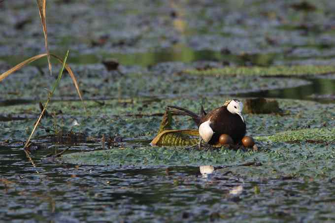 水雉 水凤凰的故事