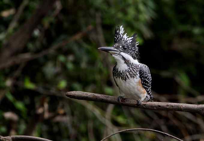 鱼狗与蜂虎——董寨拍鸟系列之二