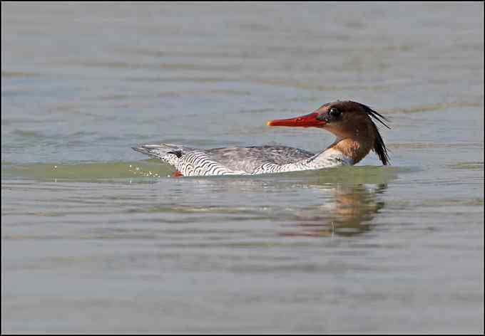 中华秋沙鸭！国宝级的鸟类！