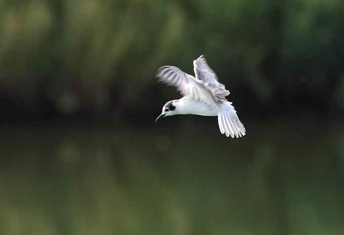 白翅浮鸥是燕鸥的一种
