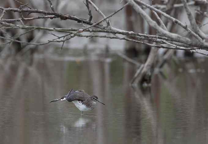 菜鸟，全是菜鸟