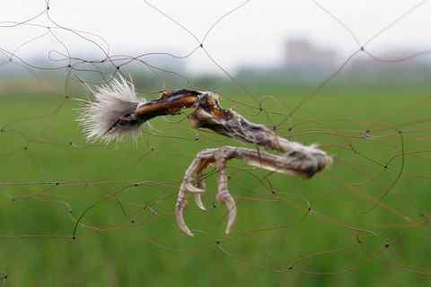 稻田上空布罗网 飞鸟到此皆折翅 稻田上空布罗网 飞鸟到此皆折翅