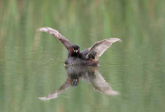 小鸊鷉一家的幸福生活