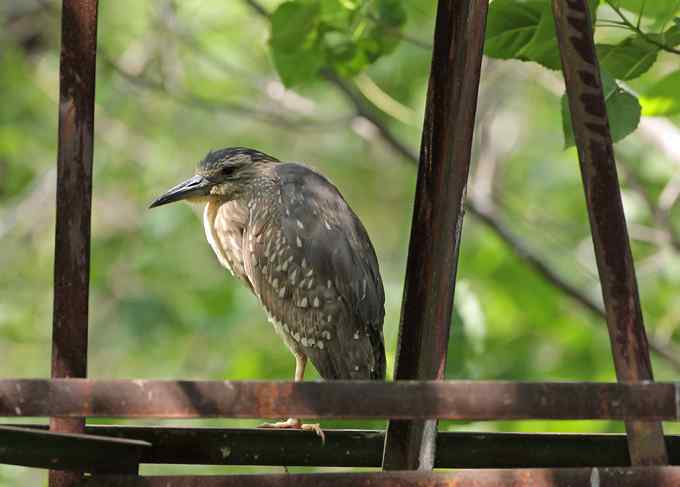 宁波大学拍鸟记