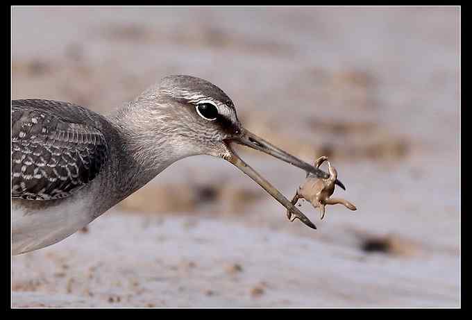 灰尾飘鹬吃螃蟹