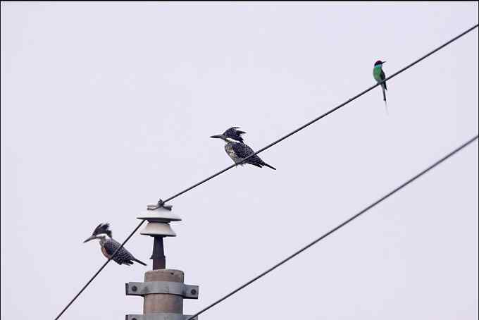 鱼狗与蜂虎——董寨拍鸟系列之二