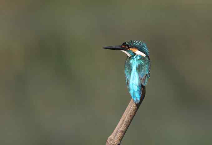 小小翠鸟，哥俩好，真可爱