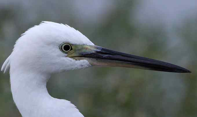 白鹭也是鸟 只有白鹭可以拍摄