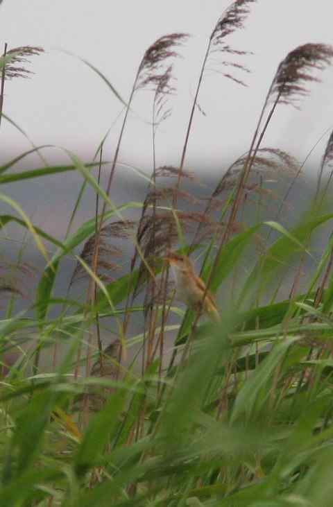 东方大苇莺，太难拍了