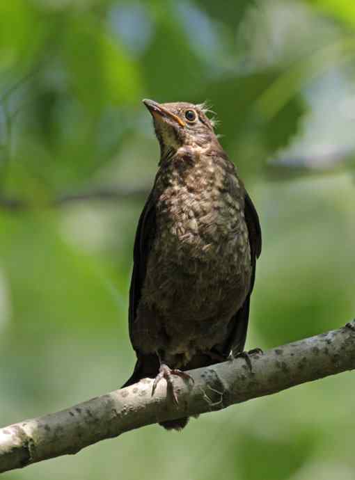 宁波大学拍鸟记