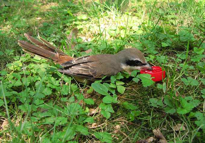 公园里竟有捕鸟网，可恶的很！