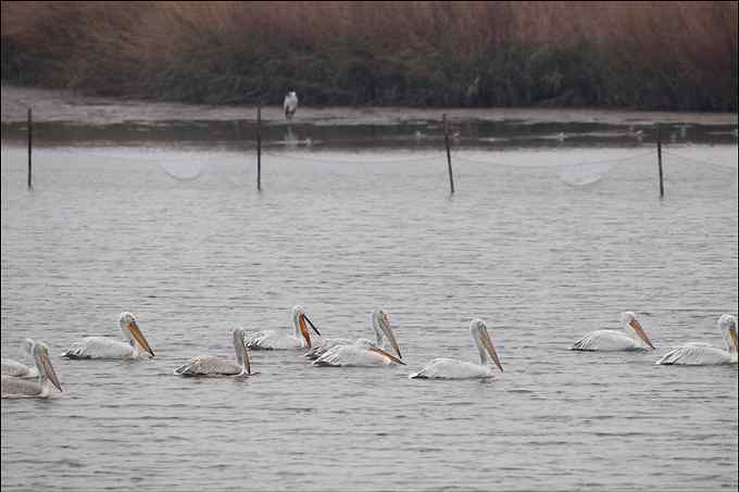 我与鹈鹕有个约会