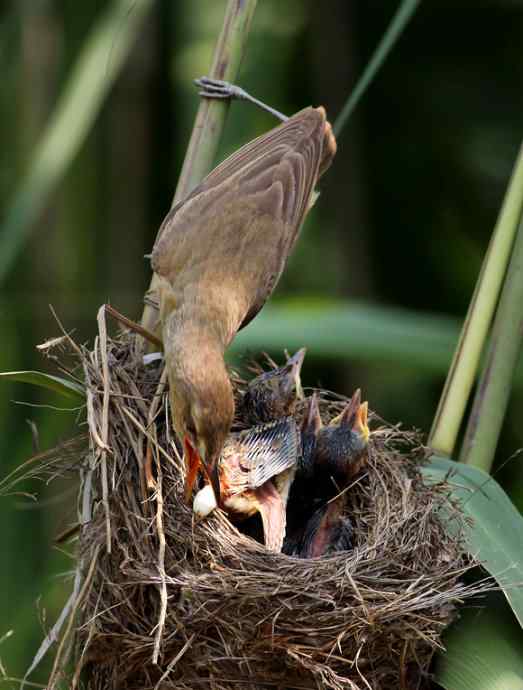 请注意小鸟的屁股！