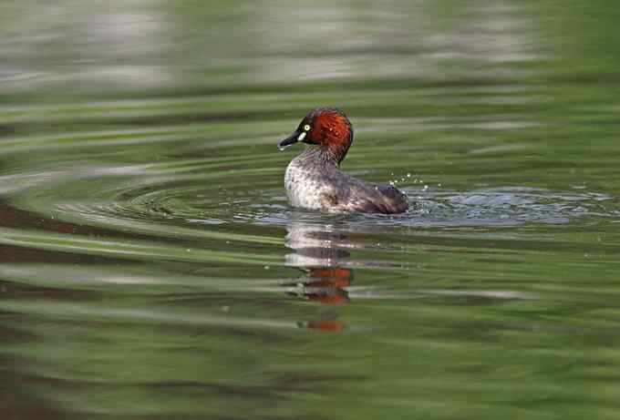 小鸊鷉一家的幸福生活