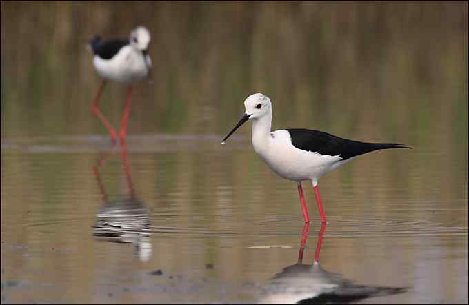 鸟越来越难拍了