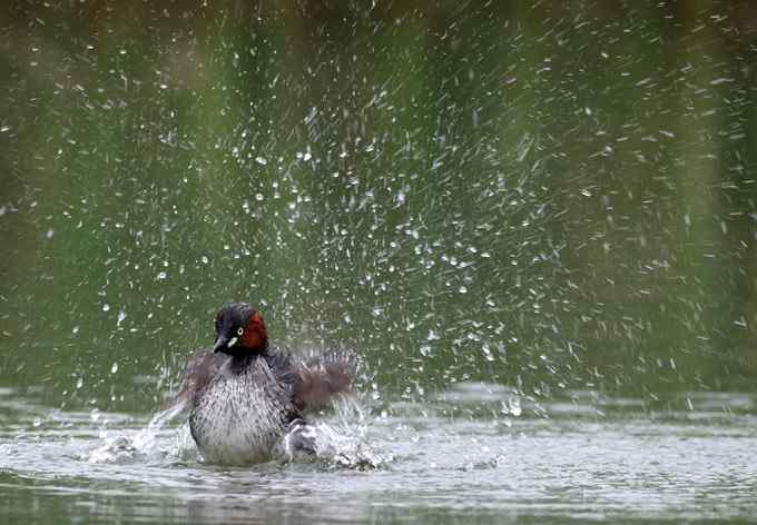 小鸊鷉一家的幸福生活