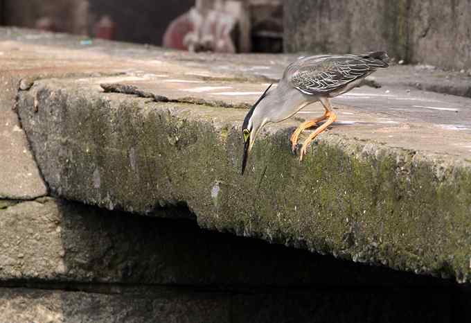 绿鹭,专心致志的渔夫 绿鹭,专心致志的渔夫