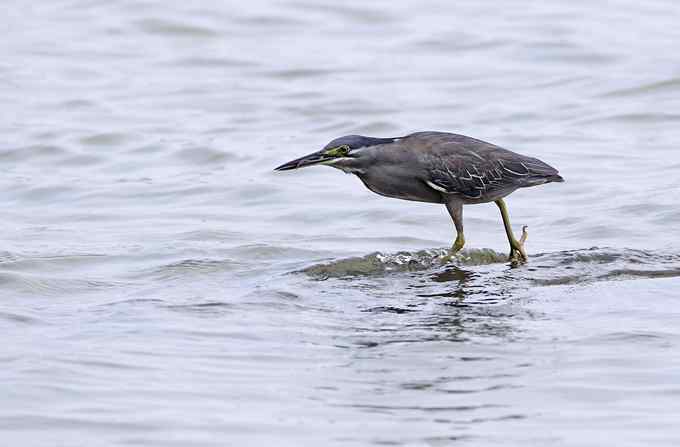 绿鹭,专心致志的渔夫 绿鹭,专心致志的渔夫