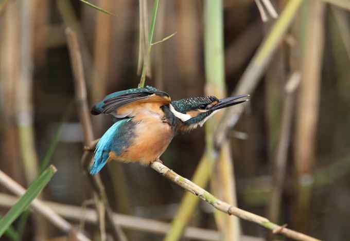 小小翠鸟，哥俩好，真可爱
