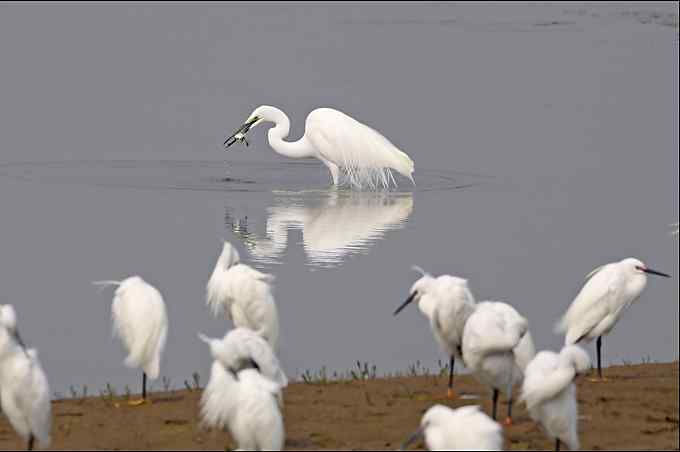 鸟越来越难拍了