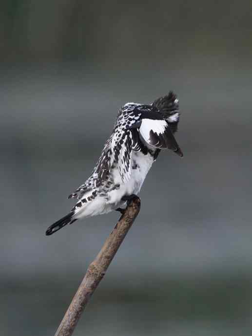 摄影师大山雀痛快拍斑鱼狗