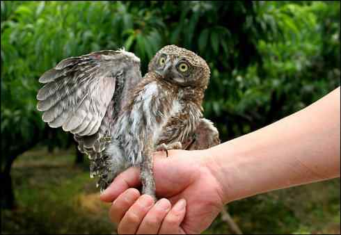 折翅的斑头鸺鹠