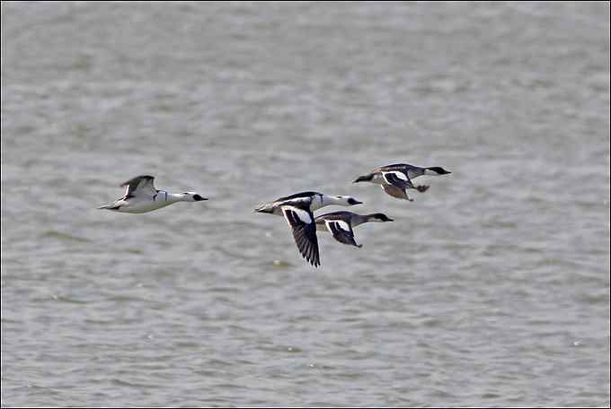 新年开张了 罕见的白秋沙鸭入账