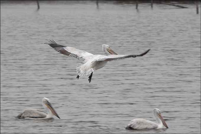 我与鹈鹕有个约会