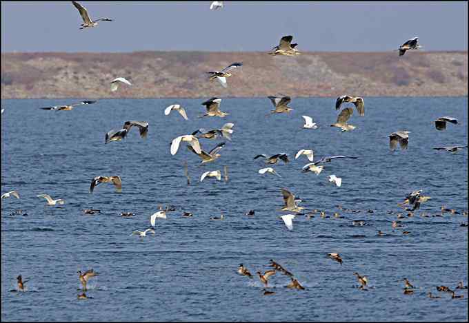 中华秋沙鸭。枪击打鸟