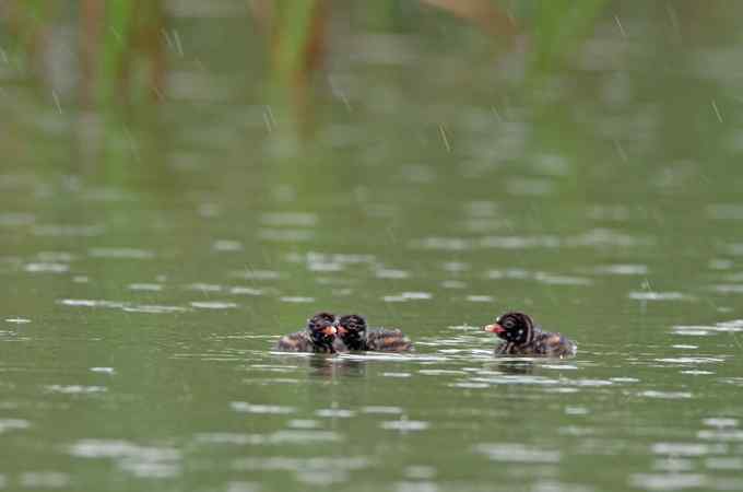 小鸊鷉一家的幸福生活