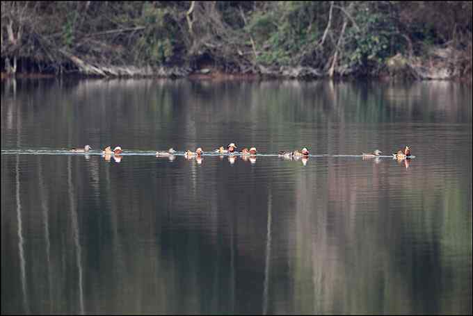 过瘾!银喉长尾山雀 过瘾!银喉长尾山雀