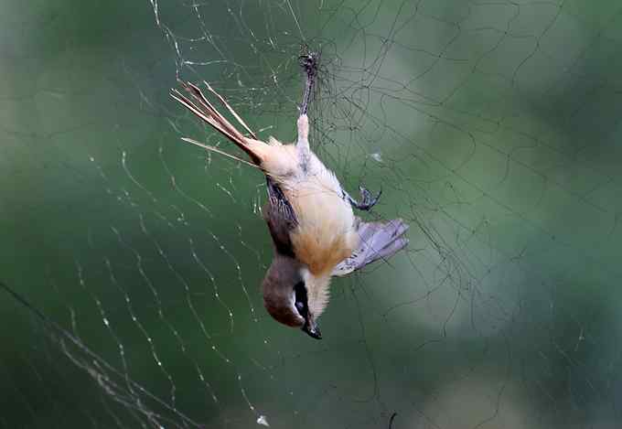 公园里竟有捕鸟网，可恶的很！
