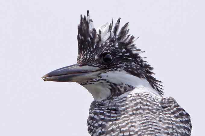 鱼狗与蜂虎——董寨拍鸟系列之二