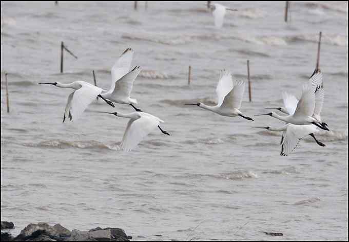 黑脸琵鹭，梦幻两分钟！