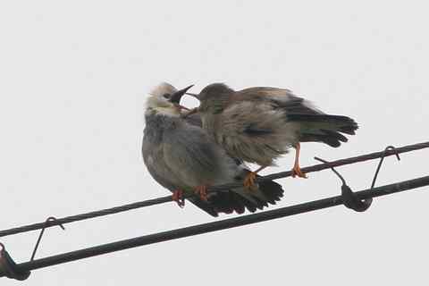 丝光椋鸟 谈恋爱