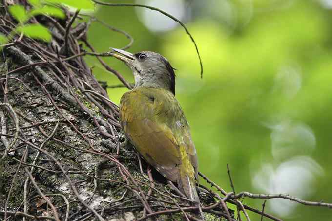 啄木鸟——婺源拍鸟系列之三 啄木鸟——婺源拍鸟系列之三
