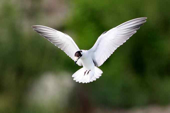 白翅浮鸥是燕鸥的一种