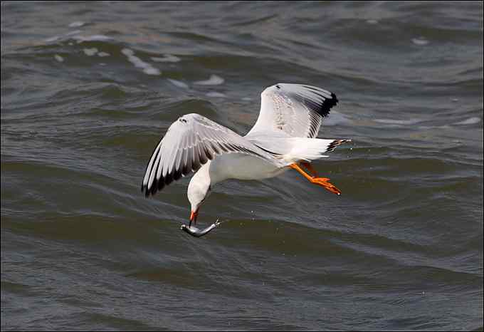 观鸟拍片 成败一瞬间