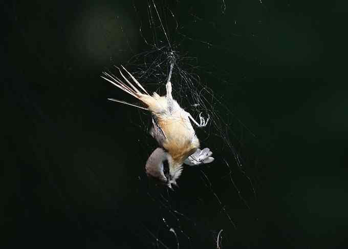 公园里竟有捕鸟网，可恶的很！