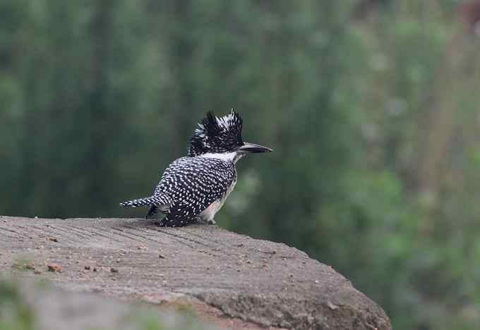 鱼狗与蜂虎——董寨拍鸟系列之二
