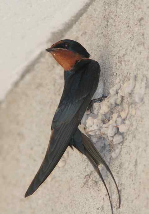 燕子大概是最不怕人的鸟了