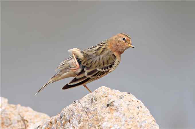 迁徙的季节又来了 红喉鹨