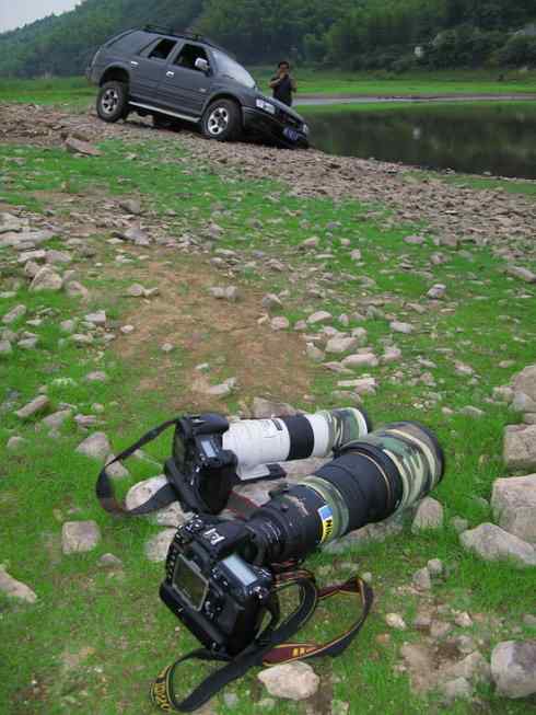 灰头麦鸡，又是 “全球性近危”！